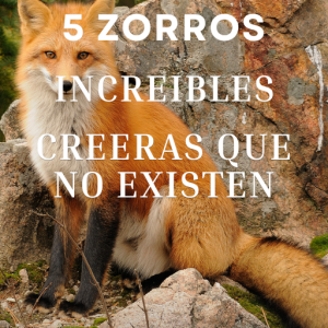 5 Zorros Increíbles creerás que no existen