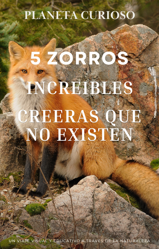 5 Zorros Increíbles creerás que no existen