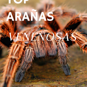 Arañas Venenosas: Secretos Letales en la Red (PDF+FLIPBOOK)